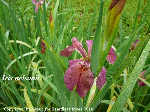 iris nelsonii (0)